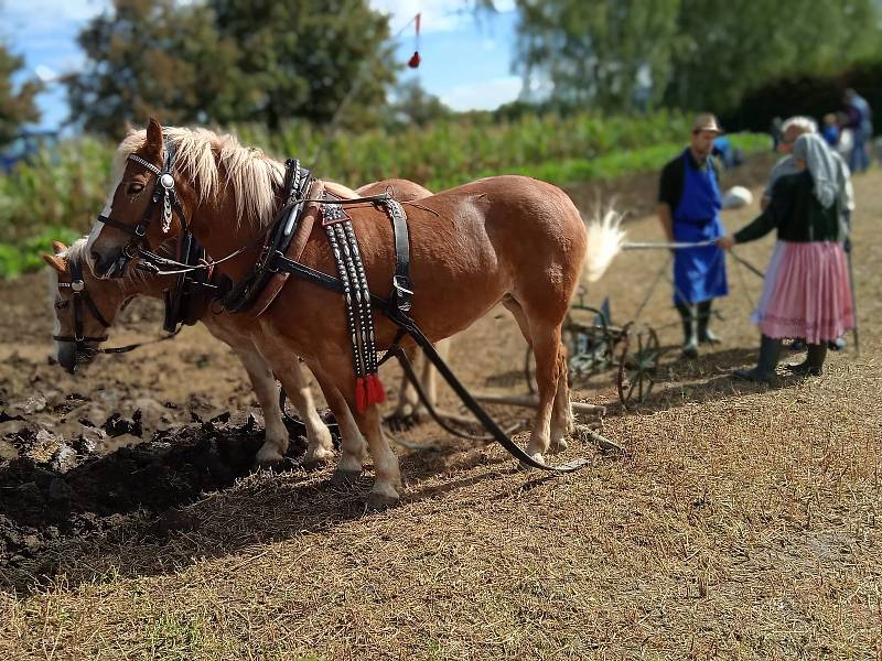 Ukázky podzimních prací předvedli o svátku svatého Václava v Muzeu zemědělských strojů v Hošticích-Herolticích.