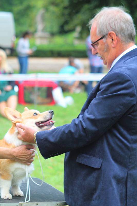 Mezinárodní klubová výstava psů plemena welsh corgi přilákala do Slavkova u Brna desítky chovatelů.