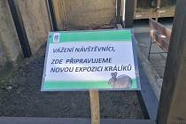 Zoo připravuje novou expozici králíků.