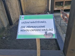 Zoo připravuje novou expozici králíků.