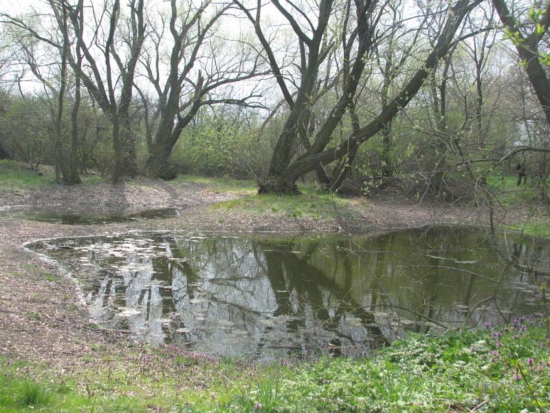 Drnovická bažina Žumpy.