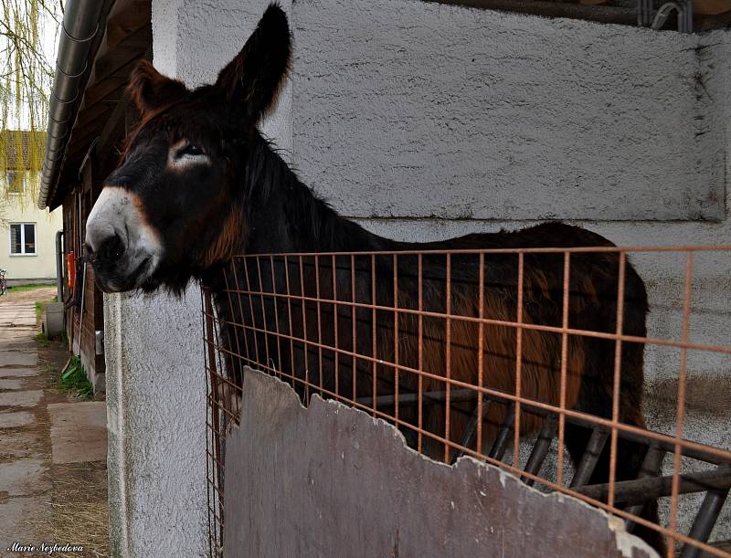 Zvířata z vyškovského ZooParku si užívají opětovnou pozornost návštěvníků.