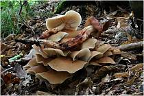 Deště se projevují, pomalu začínají růst houby. A letos je hodně ostružin.