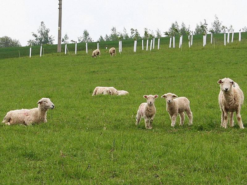 Občanské sdružení Manner už pase svoje ovce na loukách u Manerova.