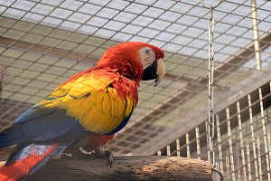V zoo je momentálně osmapadesát druhů papoušků a asi 350 kusů.