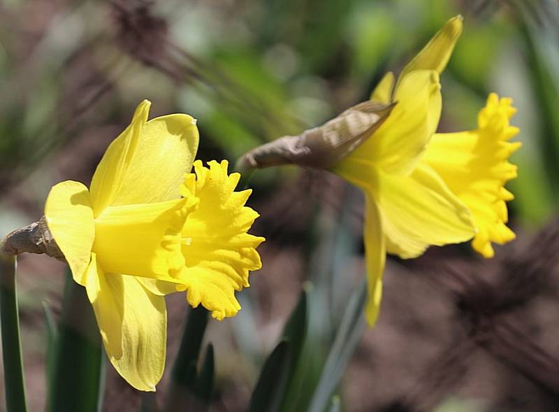 Jarní květy, hmyz i ptáci jsou vděčným objektem k focení.