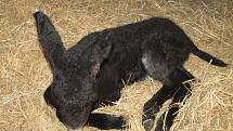 Mláďata osla poitouského chytila po narození infekci. Nyní dobírají antibiotika, a daří se jim lé
