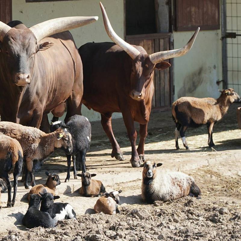 Stádo ovcí kamerunských společně s watusi ve vyškovské zoo.