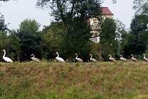 Desetičlenná rodinka labutí způsobila na chvíli ve Slavkově kuriózní zácpu.