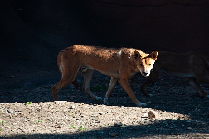 Psi dingo ve vyškovském zooparku.