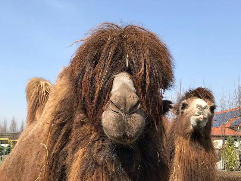 V Zoo se na návštěvníky těší dvouhrbí velbloudi. Samec Hasan by už potřeboval kadeřníka. Ale musíme ctít nařízení, zatím žádné kadeřnické služby nehrozí.