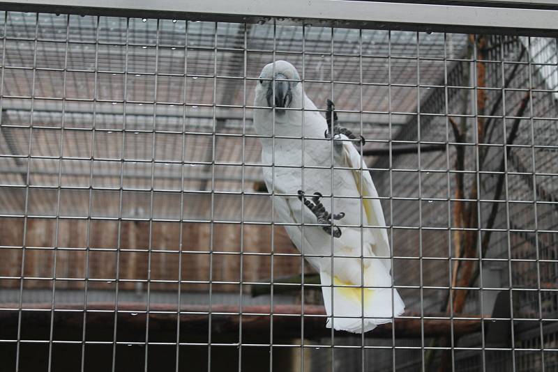 Zoo je mimořádně otevřena dvanáctého až třináctého prosince od třinácti do sedmnácti hodin.