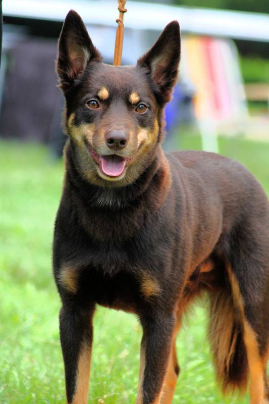 Mezinárodní klubová výstava psů plemena welsh corgi přilákala do Slavkova u Brna desítky chovatelů.