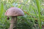 Září bylo na houby poměrně bohaté a příjemné počasí lákalo houbaře do lesů. Na snímku je kozák březový.