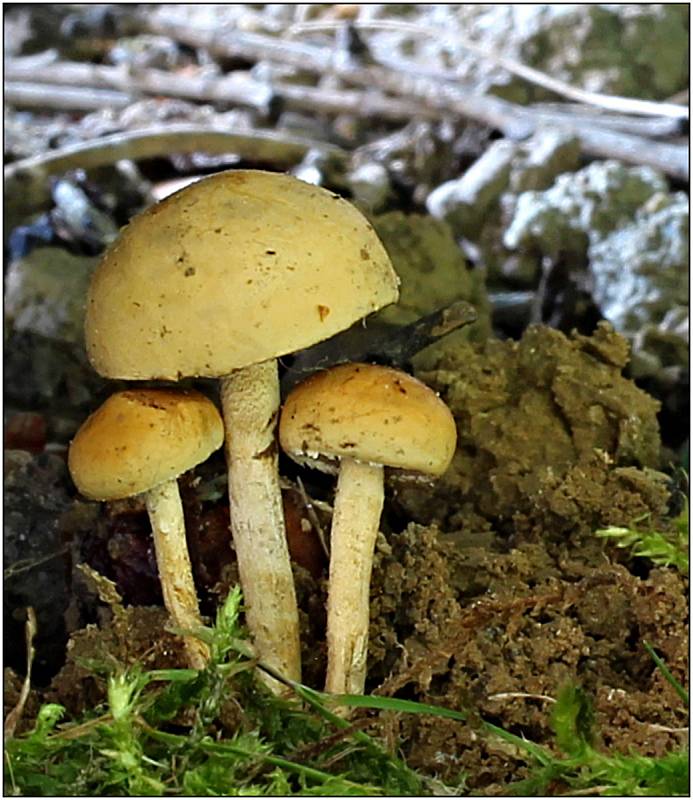 Počasí houbám nesvědčí, ale občas houbařovo srdce zaplesá