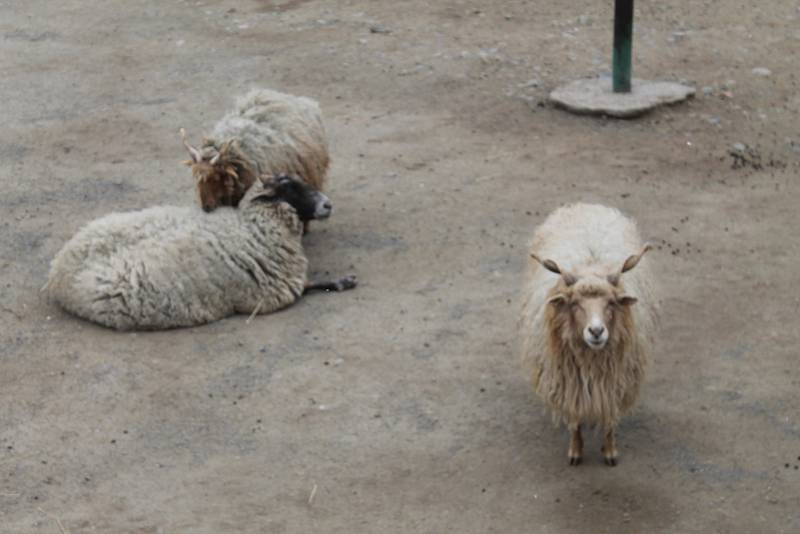 Dětský průvod v zoo poutal i pozornost zvířat.