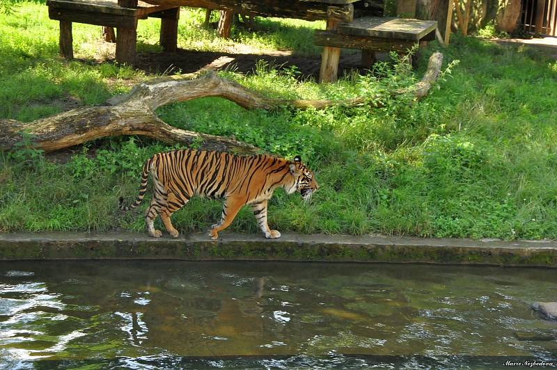 Více než šest set osmdesát druhů zvířat mohou návštěvníci v těchto dnech pozorovat v Zoo Praha.