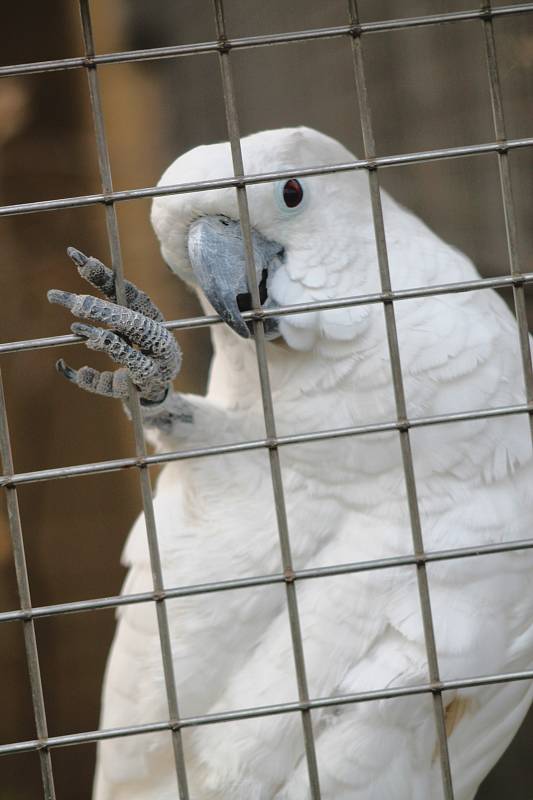 Nejmenší druhy papoušků na světě čekají v bošovické zoologické zahradě mláďata.