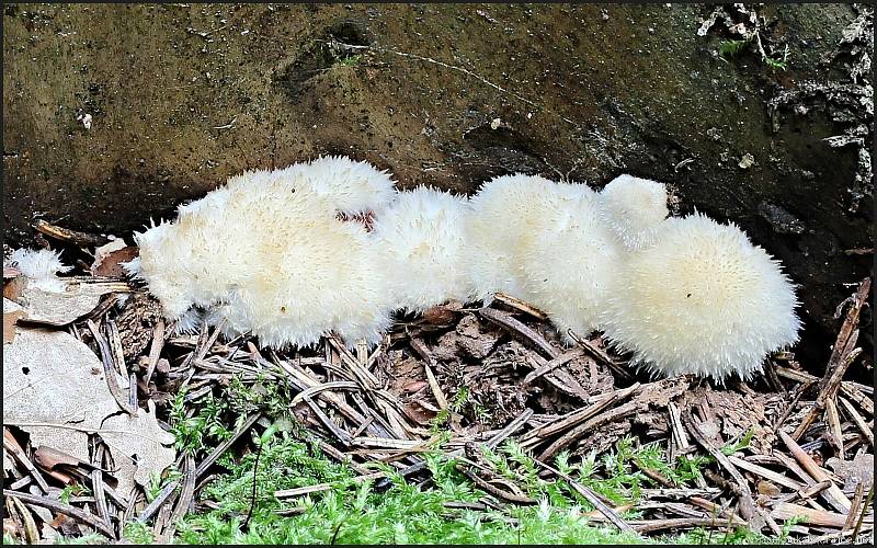 Září bylo na houby poměrně bohaté a příjemné počasí lákalo houbaře do lesů. Na snímku je bělochoroš pýchavkovitý.