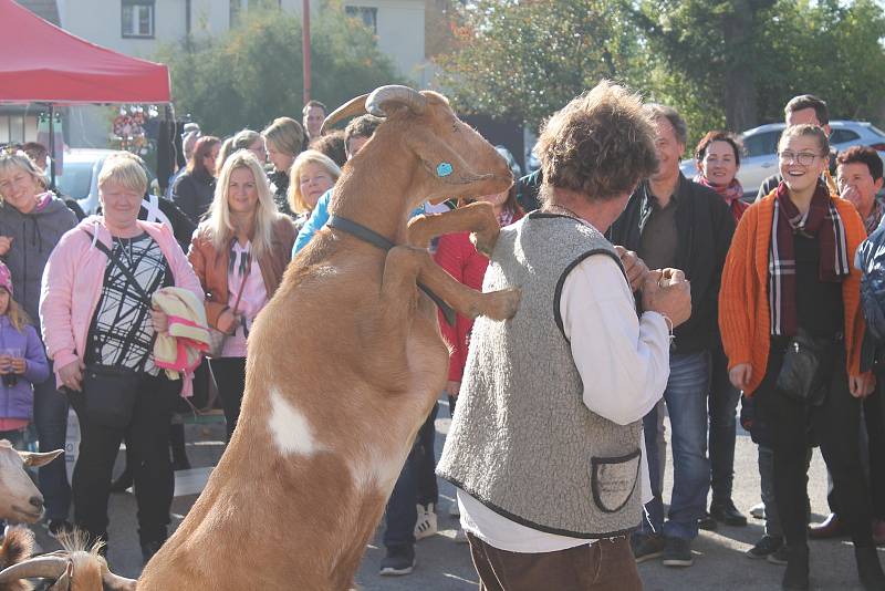 Dýňobraní v Drysicích.