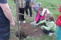 V Hruškách organizovali výsadbu stromů už vícekrát. Do akcí se v minulosti zapojovaly i děti.