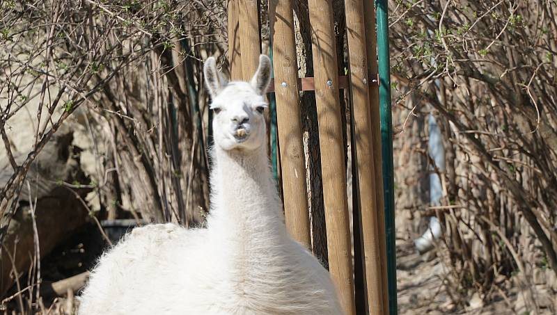 Vyškovská zoo je uzavřená návštěvníkům už více jak měsíc. Život zvířat, tam však plyne dál i bez nich.