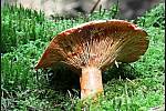 Září bylo na houby poměrně bohaté a příjemné počasí lákalo houbaře do lesů. Na snímku je ryzec smrkový.