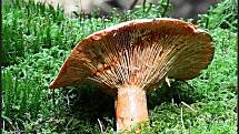 Září bylo na houby poměrně bohaté a příjemné počasí lákalo houbaře do lesů. Na snímku je ryzec smrkový.