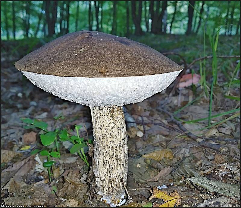 Září bylo na houby poměrně bohaté a příjemné počasí lákalo houbaře do lesů. Na snímku je kozák březový.