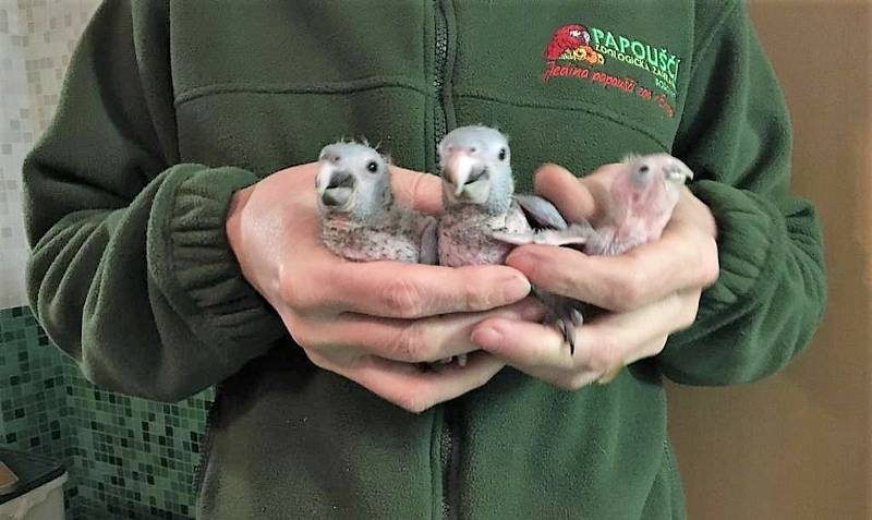 Řadou úspěšných odchovů papoušků se už letos chlubí v bošovické zoo. Foto: Papouščí zoologická zahrada