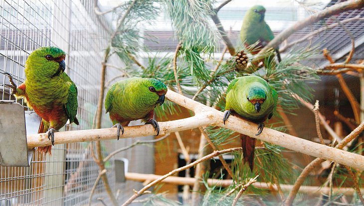 Pro papoušky si do Bošovic přijeli zástupci pražské zoo.