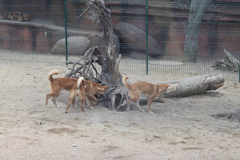 Dětský průvod v zoo poutal i pozornost zvířat.