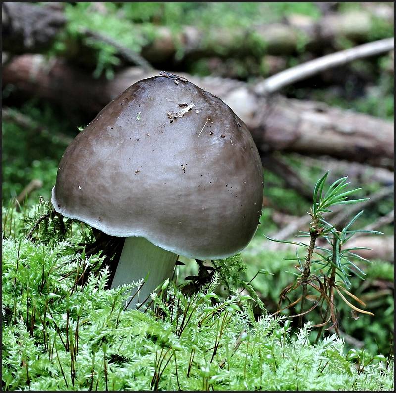 Září bylo na houby poměrně bohaté a příjemné počasí lákalo houbaře do lesů. Na snímku je štítovka jelení.