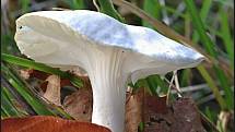 Září bylo na houby poměrně bohaté a příjemné počasí lákalo houbaře do lesů. Na snímku je voskovka.