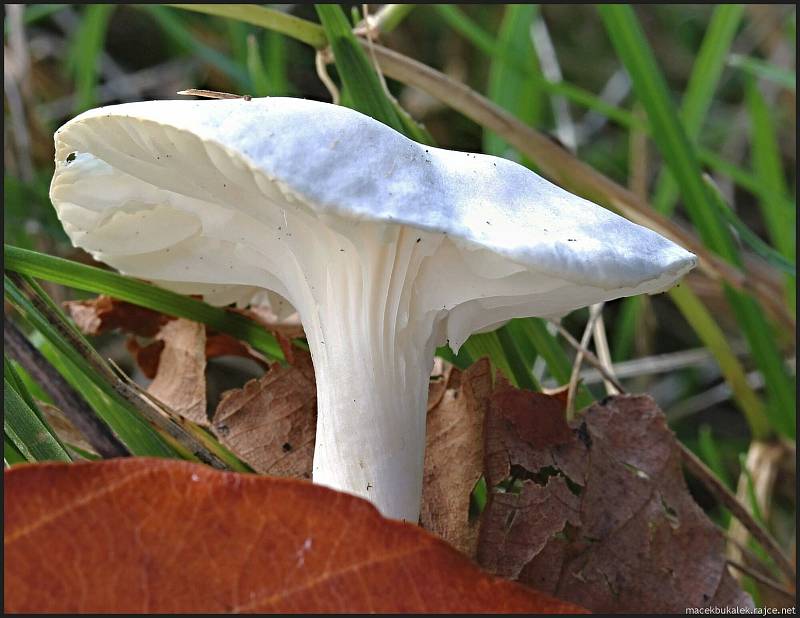 Září bylo na houby poměrně bohaté a příjemné počasí lákalo houbaře do lesů. Na snímku je voskovka.
