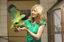 V papouščí zoologické zahradě v Bošovicích na Vyškovsku mají kolem padesáti amazoňanů.