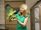V papouščí zoologické zahradě v Bošovicích na Vyškovsku mají kolem padesáti amazoňanů.