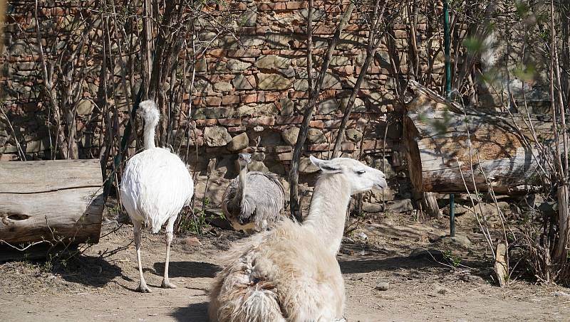 Vyškovská zoo je uzavřená návštěvníkům už více jak měsíc. Život zvířat, tam však plyne dál i bez nich.