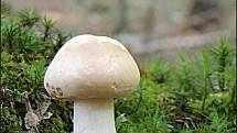 Září bylo na houby poměrně bohaté a příjemné počasí lákalo houbaře do lesů. Na snímku je polnička tuhonohá.