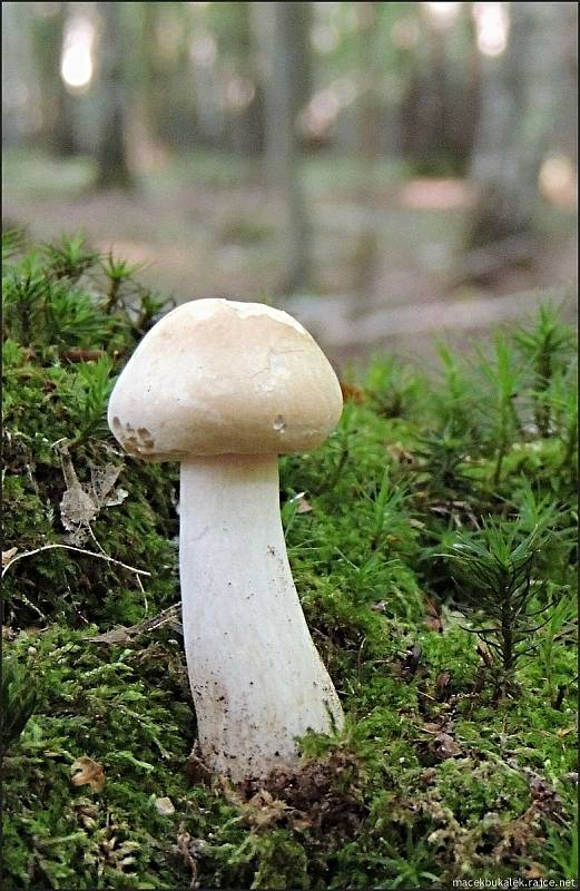 Září bylo na houby poměrně bohaté a příjemné počasí lákalo houbaře do lesů. Na snímku je polnička tuhonohá.