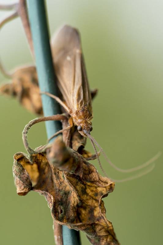 Podzimní příroda nabízí pozorným fotografům spoustu objektů k zaznamenání.