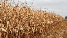 Dosavadní počasí dělá vrásky zemědělcům. Pomáhá jim jen v několika málo případech. Díky suchu dobře vyzrála kukuřice a ušetří náklady na její vysoušení.