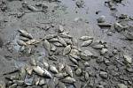 Desítky metráků uhynulých ryb vylovili během pátečního dopoledne pohořeličtí rybáři ze svého násadového rybníka v Ivanovicích na Hané.