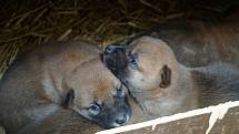 Štěňata psa dingo přišla na svět ve vyškovské zoo.