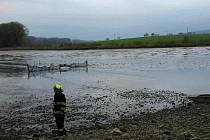 Desítky metráků uhynulých ryb vylovili pohořeličtí rybáři ze svého násadového rybníka v Ivanovicích na Hané.