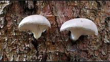 Září bylo na houby poměrně bohaté a příjemné počasí lákalo houbaře do lesů. Na snímku je hlíva borová.