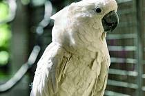Kakadu bílý v Bošovicích.