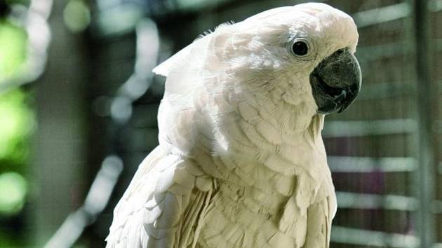 V bošovické zoo ukázali první mládě ohroženého kakadu bílého, podívejte -  Vyškovský deník