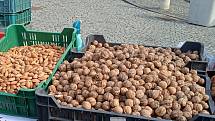 Ořechová úroda je letos na jihu Moravy slabší než loni. Škodí jim zejména vrtule ořechová.