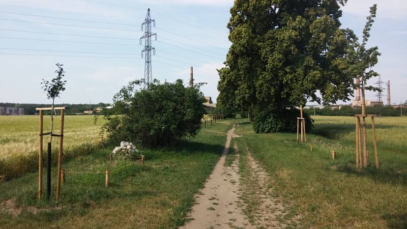 Devět alejí se uchází o přízeň hlasujících již od začátku listopadu. Hlasy lze posílat až do 7. ledna. Na snímku je alej v Poštorné.